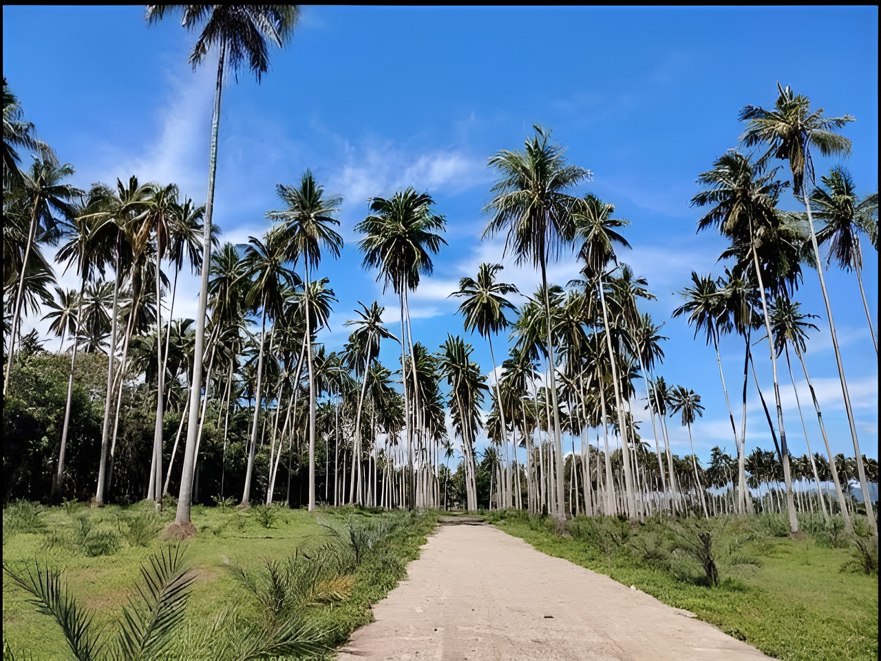Coconut Farm at Cabay, Tiaong Quezon